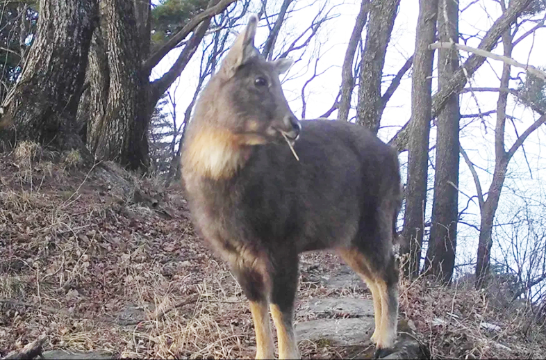 優威紅外相機記錄到重點保護野生動物——中華斑羚