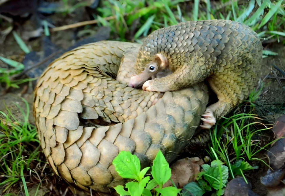 1727313608474816.png 微信截圖_20240926085715.png