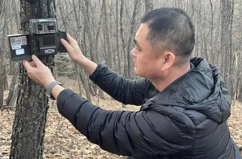 守護自然之眼、共筑綠色生態——密山市林業和草原局應用優威視訊紅外相機技術開展野生動物監測保護工作