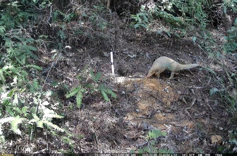 鼎湖山優威紅外相機再傳喜訊：極危物種中華穿穿山甲種群穩定存續